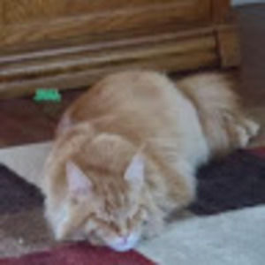 Meet your Posher, Prince